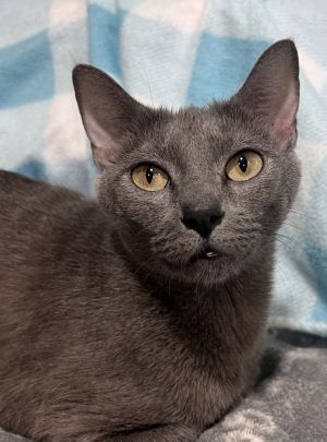 Giselle, Adult Female Domestic Short Hair