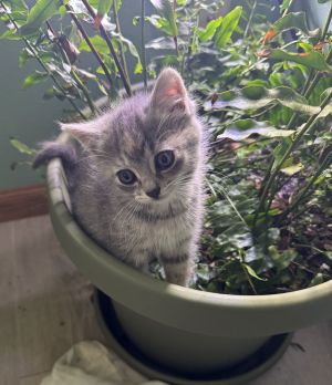 Shirley, Baby Female Domestic Short Hair
