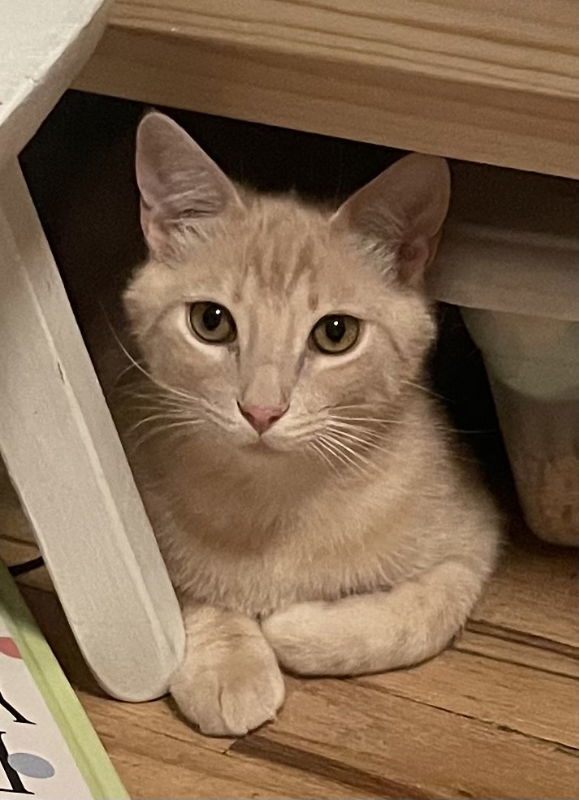 Churro, an adoptable Domestic Short Hair in Laramie, WY, 82073 | Photo Image 1