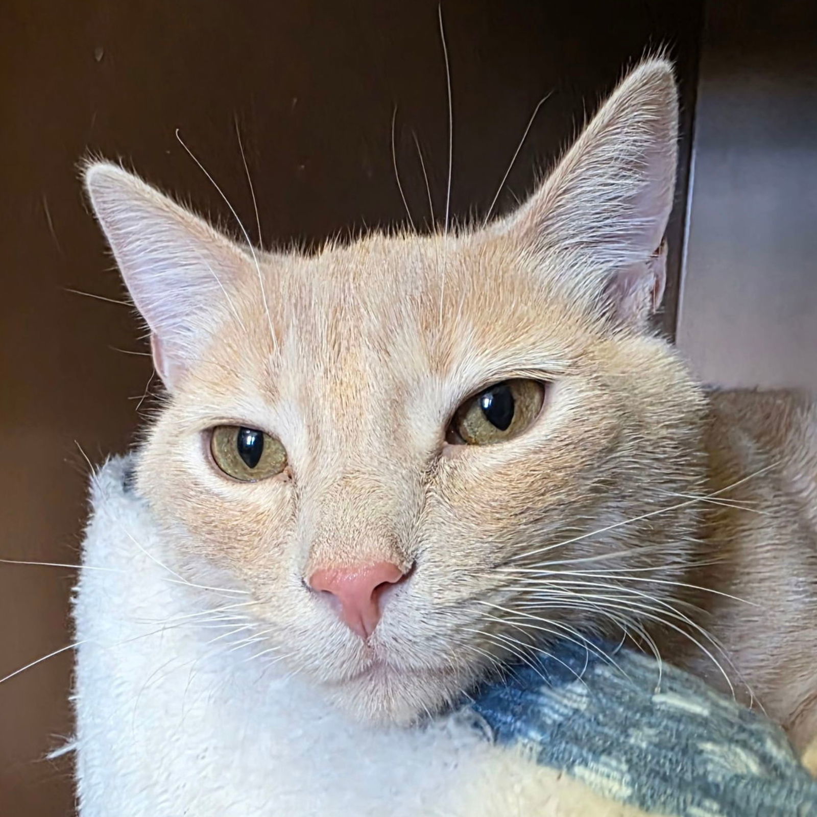 Churro - I'm an AC kitty!, an adoptable Domestic Short Hair in Laramie, WY, 82073 | Photo Image 1
