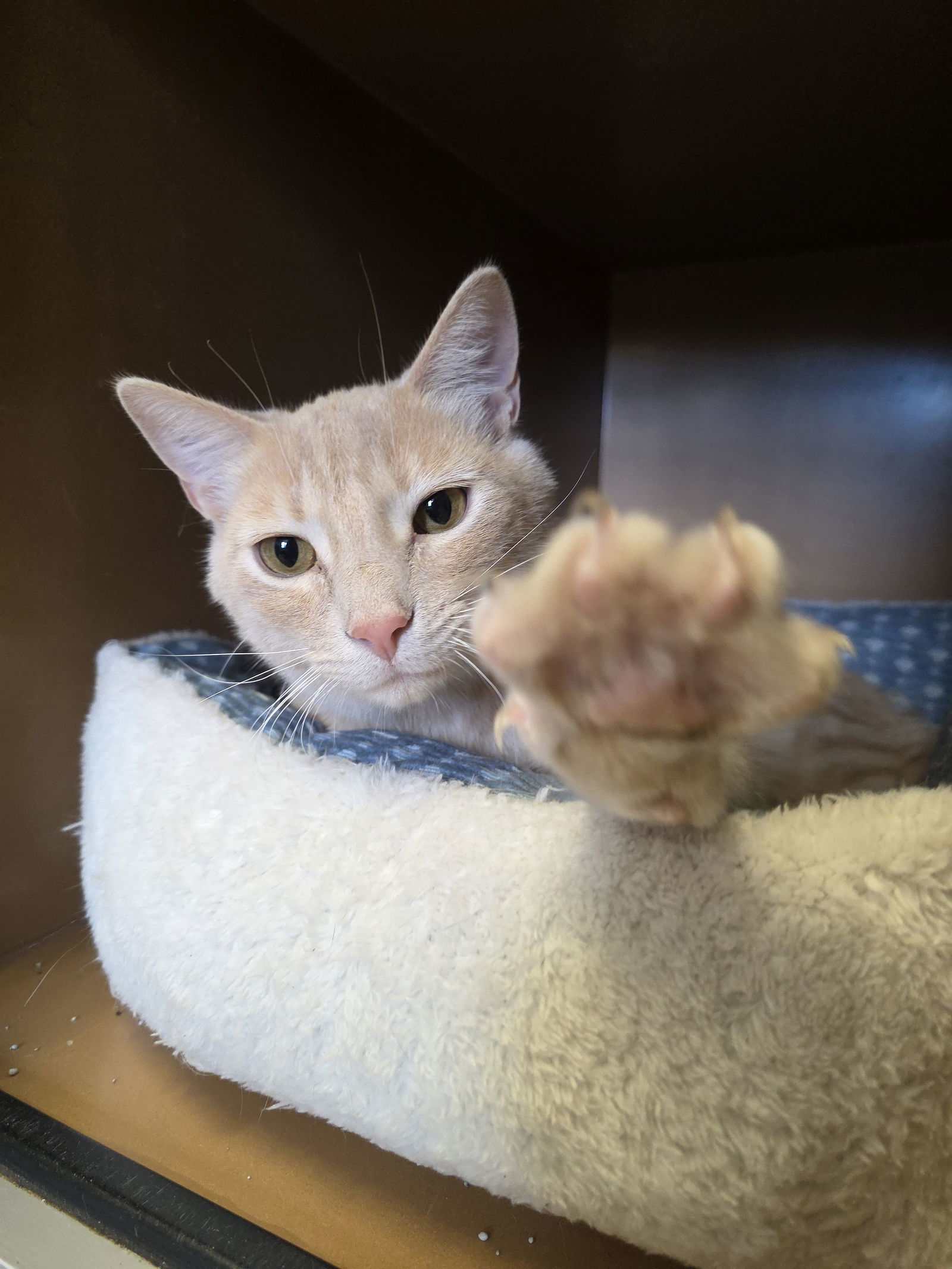 Churro - I'm an AC kitty!, an adoptable Domestic Short Hair in Laramie, WY, 82073 | Photo Image 2