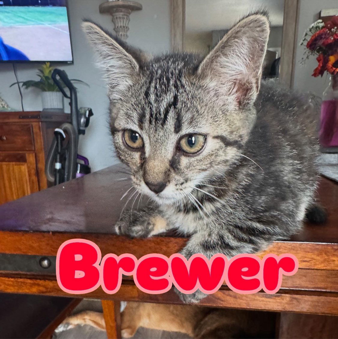 Brewer, an adoptable Domestic Short Hair in Laramie, WY, 82073 | Photo Image 1