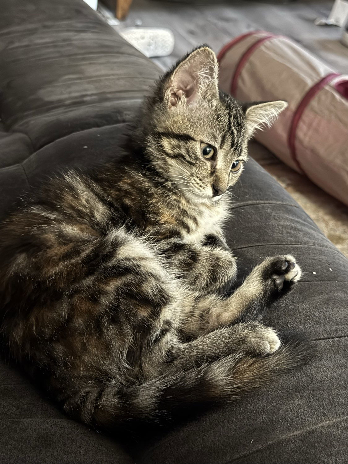 Brewer, an adoptable Domestic Short Hair in Laramie, WY, 82073 | Photo Image 2