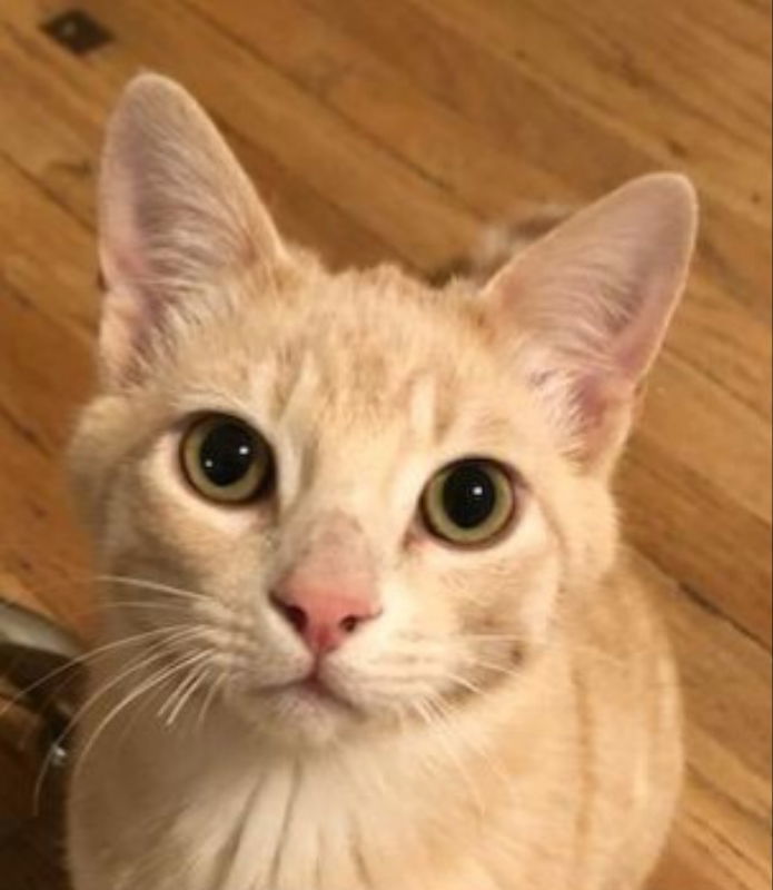 Horchata, an adoptable Domestic Short Hair in Laramie, WY, 82073 | Photo Image 1