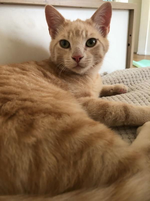 Horchata, an adoptable Domestic Short Hair in Laramie, WY, 82073 | Photo Image 2