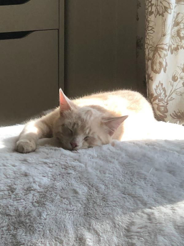 Horchata, an adoptable Domestic Short Hair in Laramie, WY, 82073 | Photo Image 3