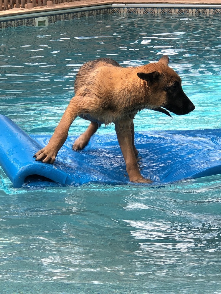 Literature Litter - Pip - Located in GA