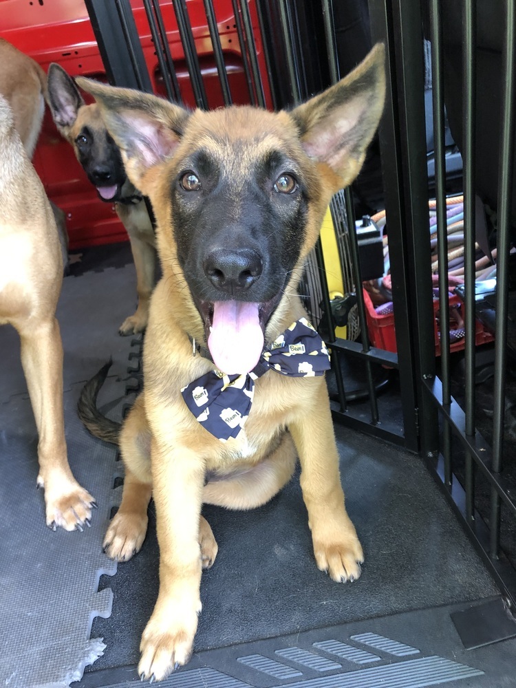 Literature Litter - Pip - Located in GA