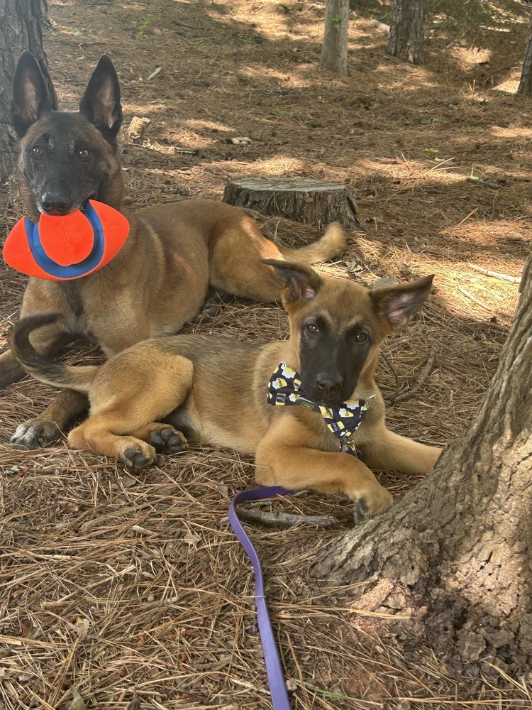Literature Litter - Pip - Located in GA