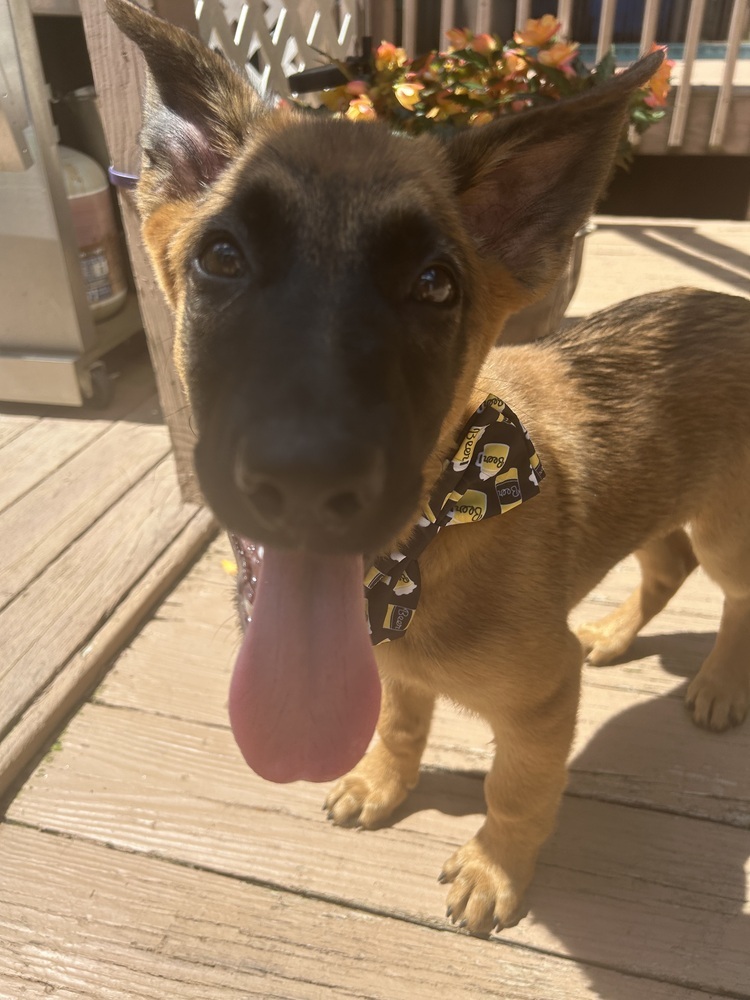 Literature Litter - Pip - Located in GA