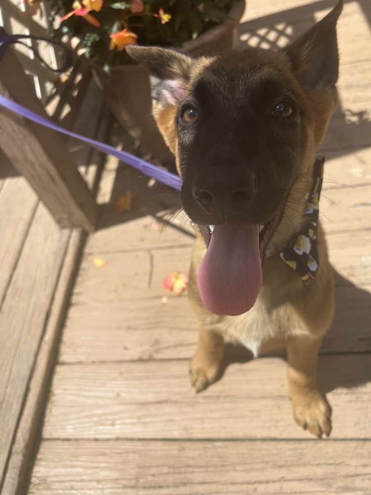 Literature Litter - Pip - Located in GA