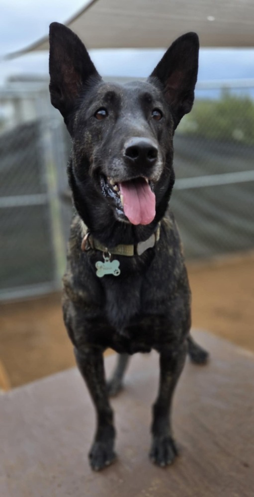 Miss Kona located in AZ