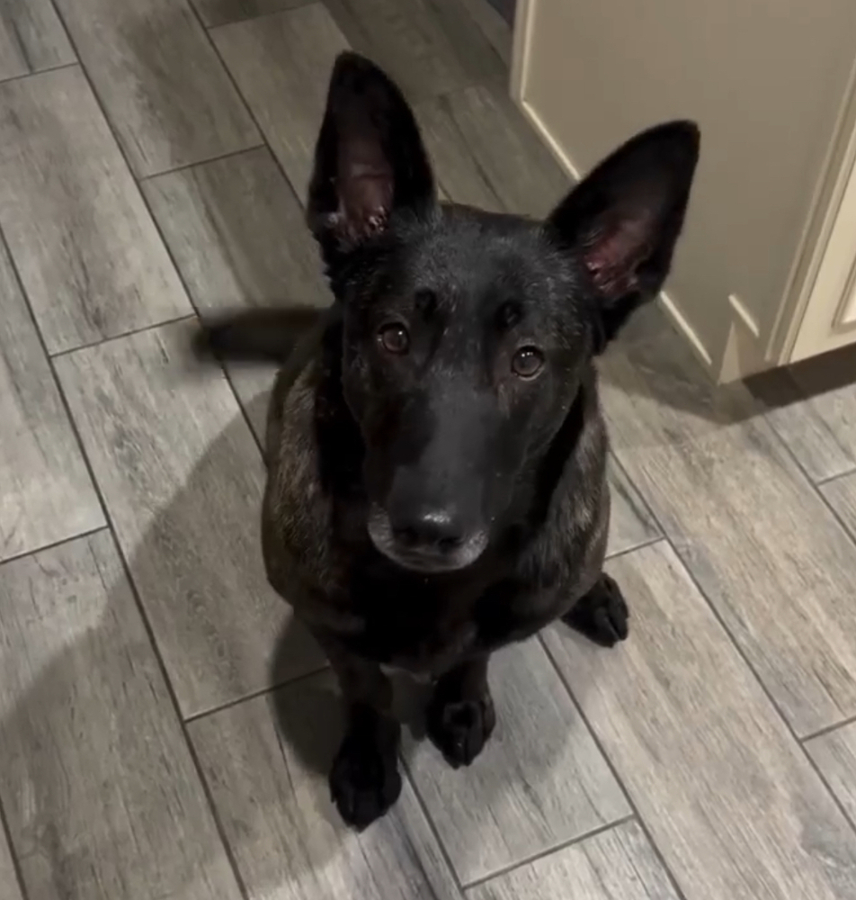 Miss Kona located in AZ
