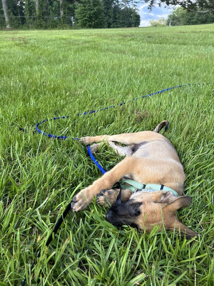 Literature Litter - Darcy - Located in GA