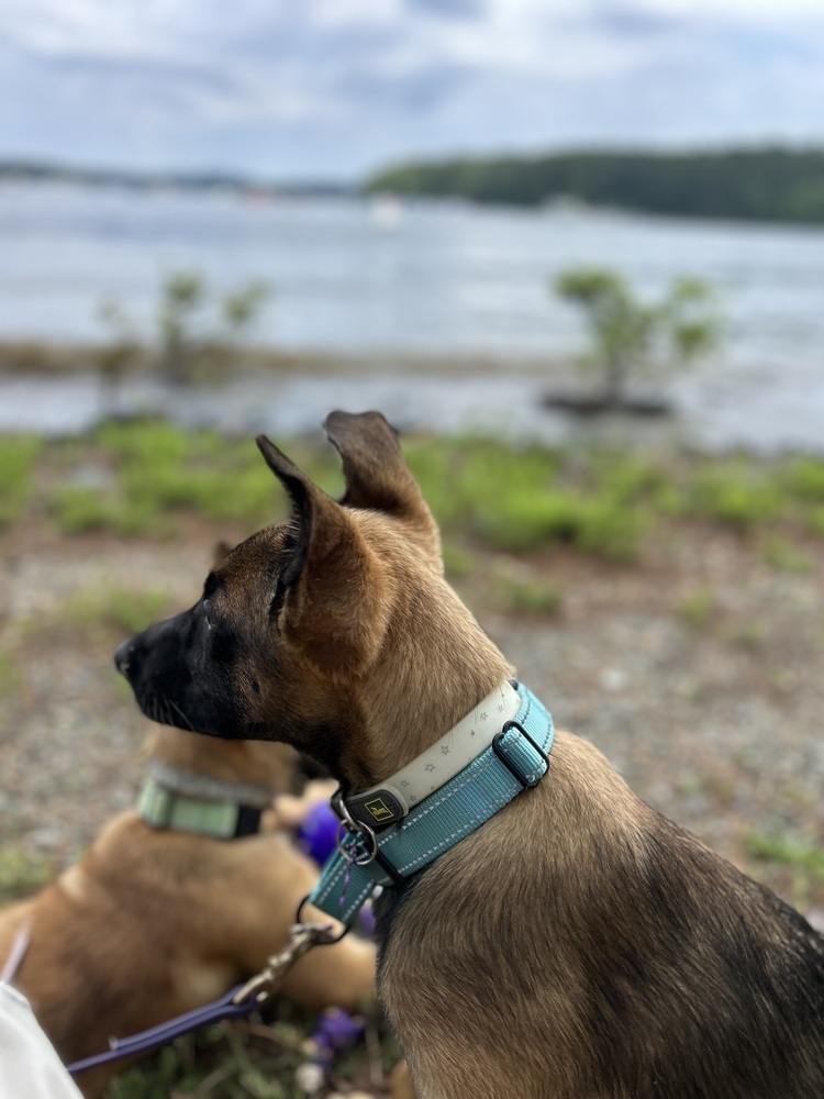 Literature Litter - Darcy - Located in GA