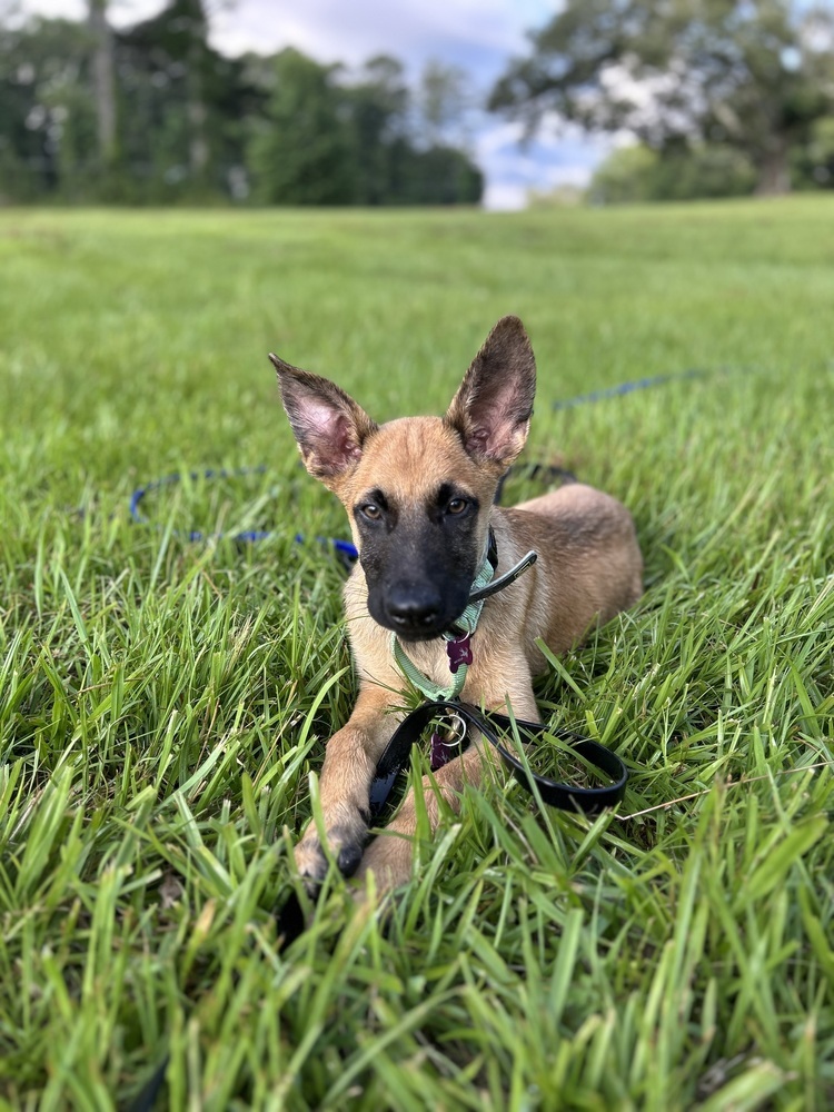 Literature Litter - Darcy - Located in GA