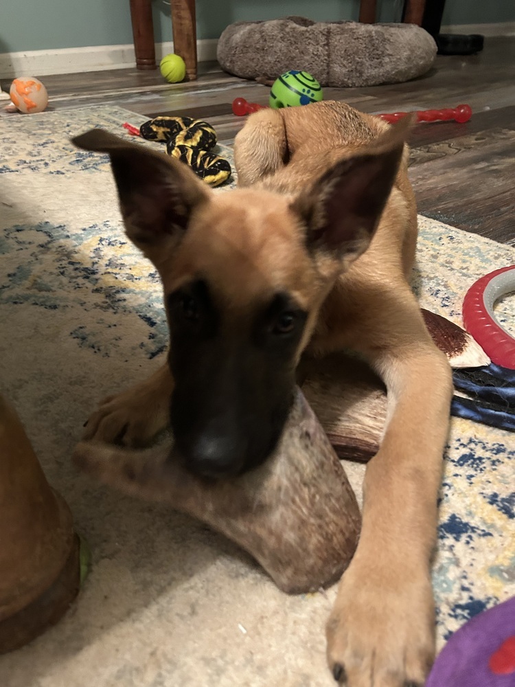 Literature Litter - Darcy - Located in GA