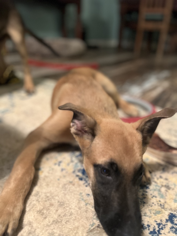 Literature Litter - Darcy - Located in GA