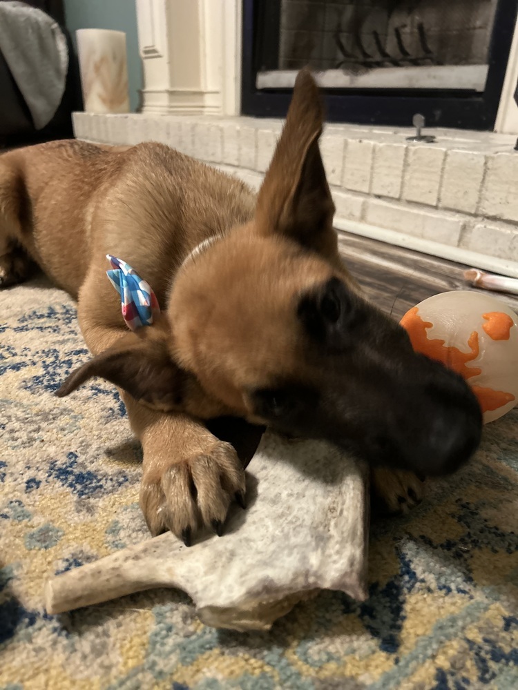 Literature Litter - Darcy - Located in GA