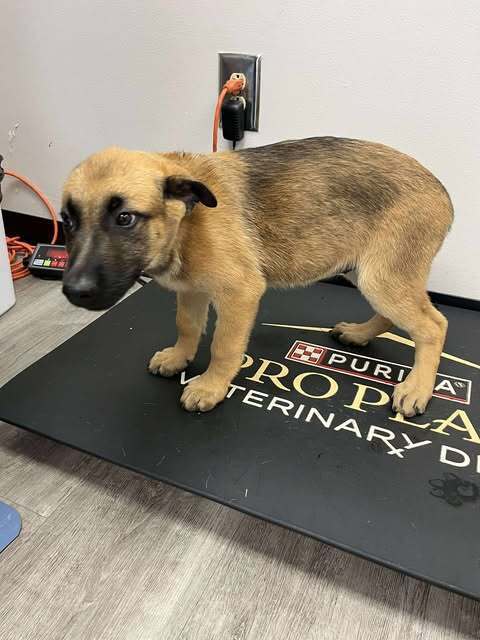 Literature Litter - Jane - Located in GA