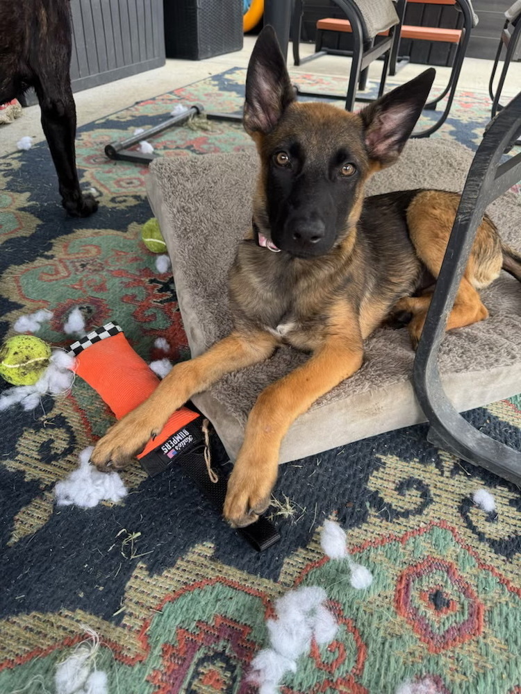 Literature Litter - Elizabeth - Located in SC