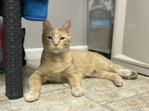 Phoenix Neo, Adult Male Domestic Short Hair