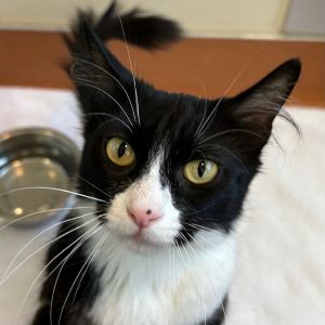 Layla Domestic Medium Hair Cat