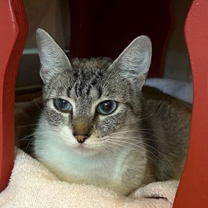 Mad Gallica Domestic Short Hair Cat