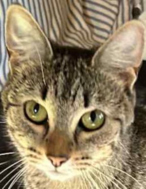 TURMERIC, Adult Female Tabby