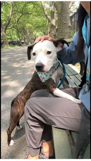 Soda Float Mixed Breed Dog