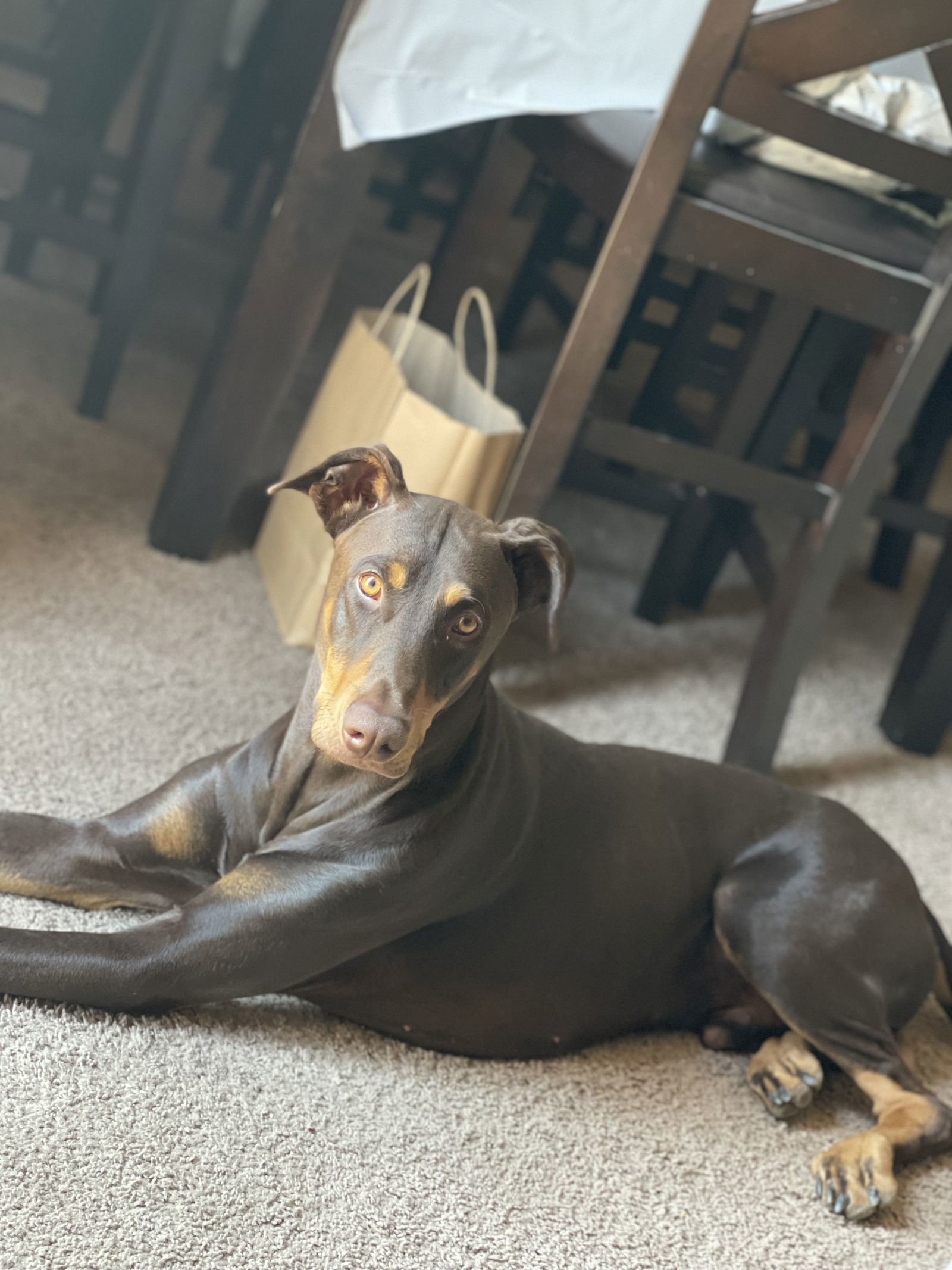 DODGER #2