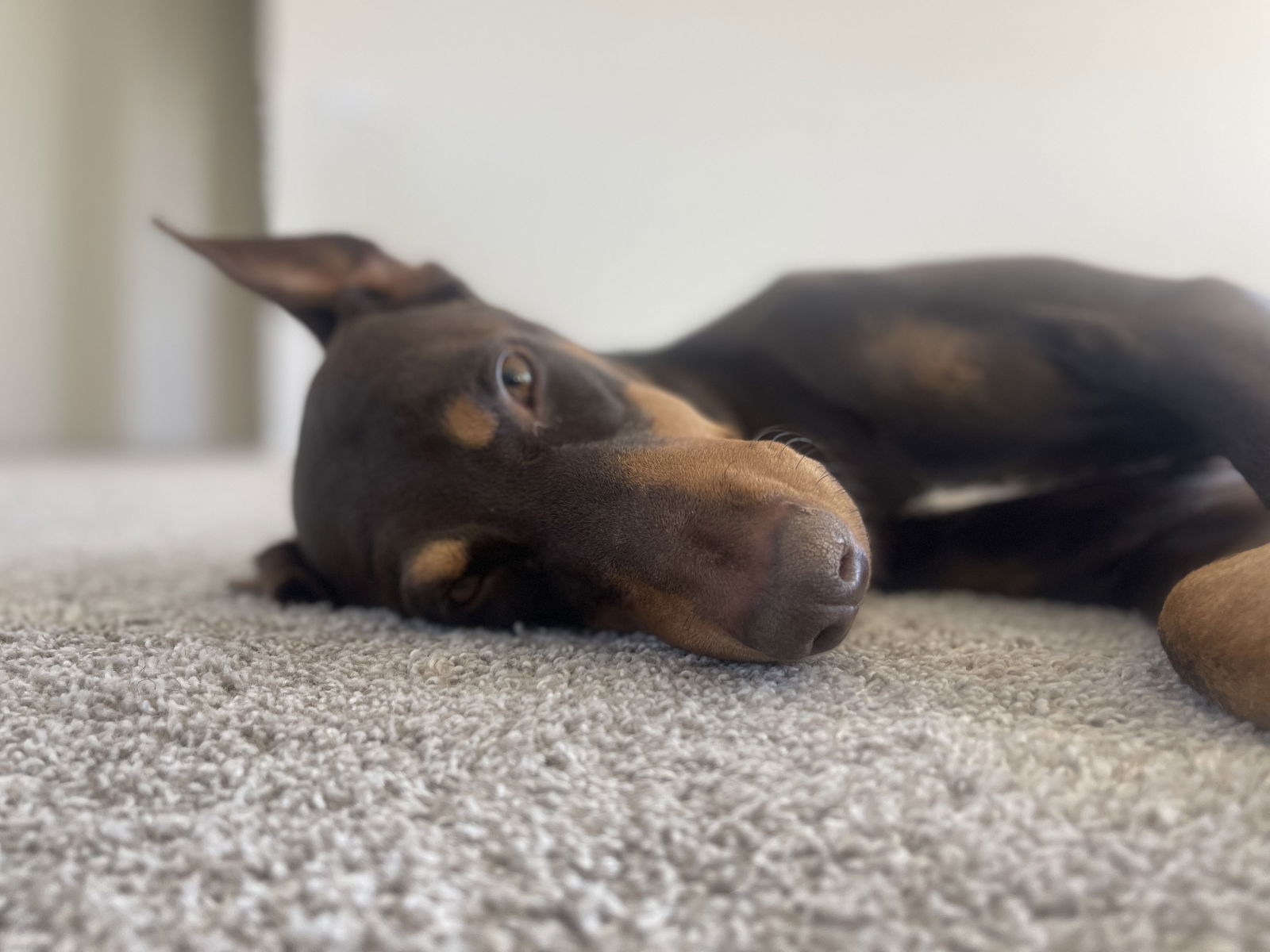 DODGER #2