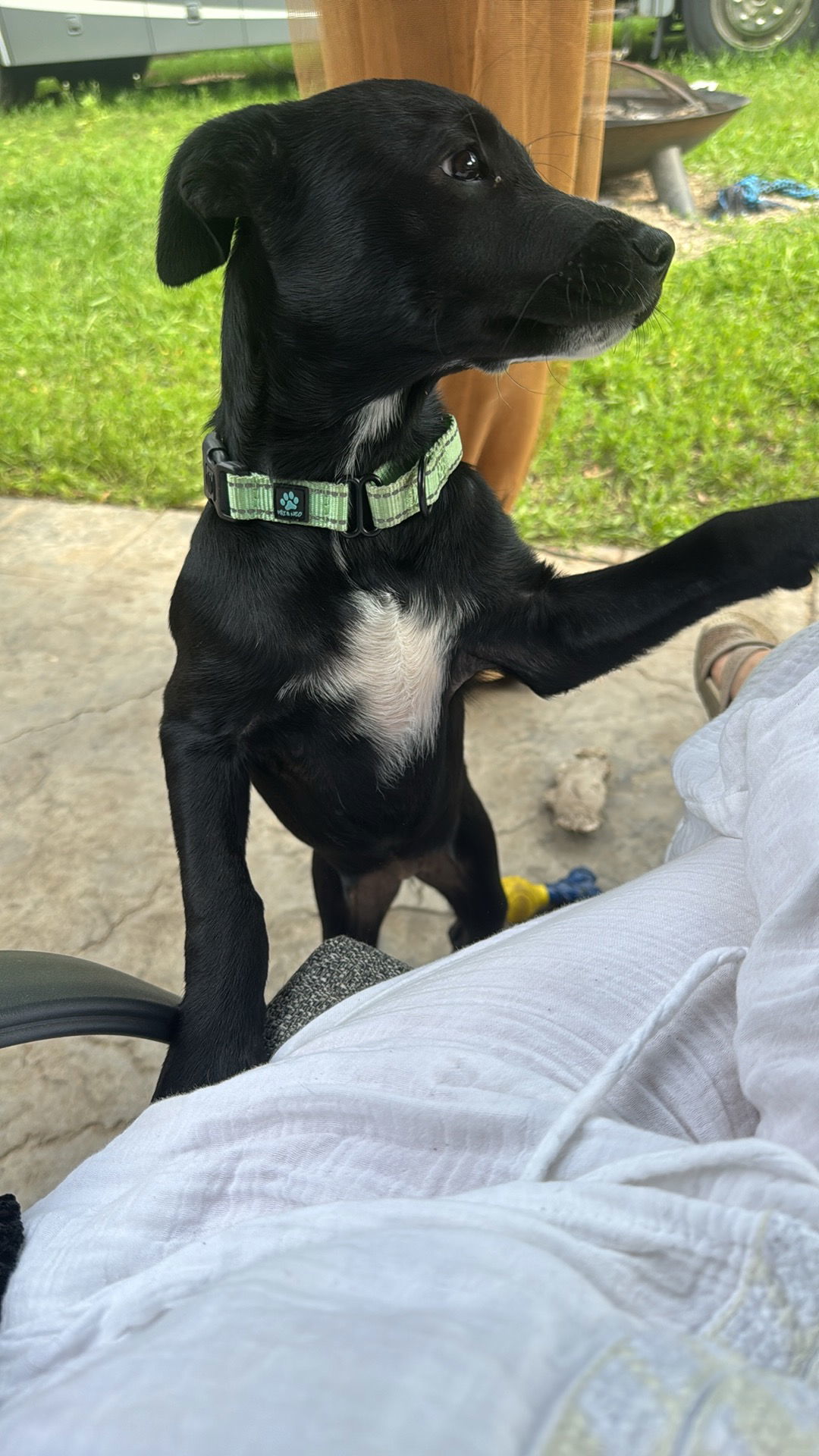 Luna, an adoptable Terrier, Labrador Retriever in Duluth, MN, 55807 | Photo Image 1
