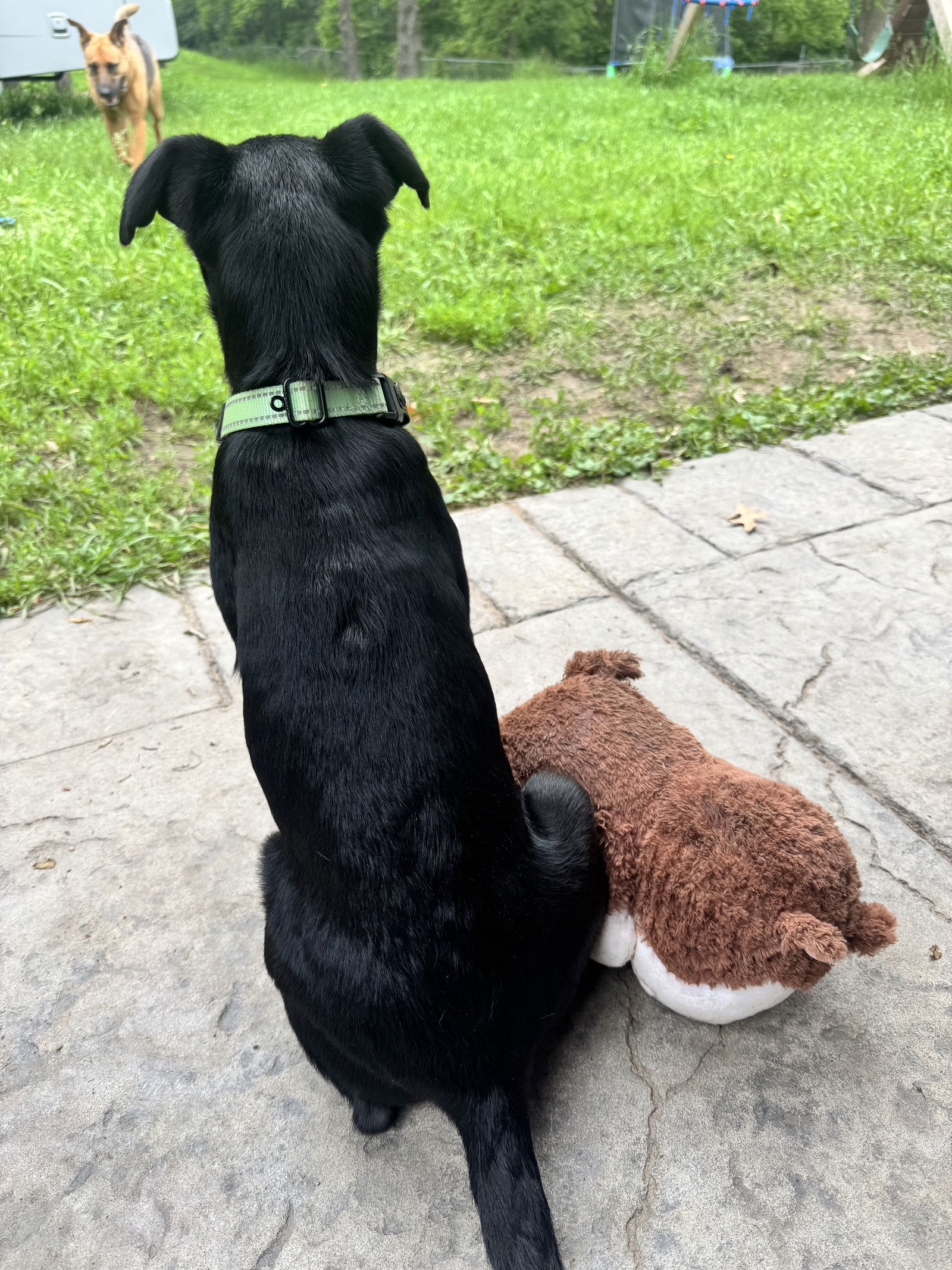Luna, an adoptable Terrier, Labrador Retriever in Duluth, MN, 55807 | Photo Image 2