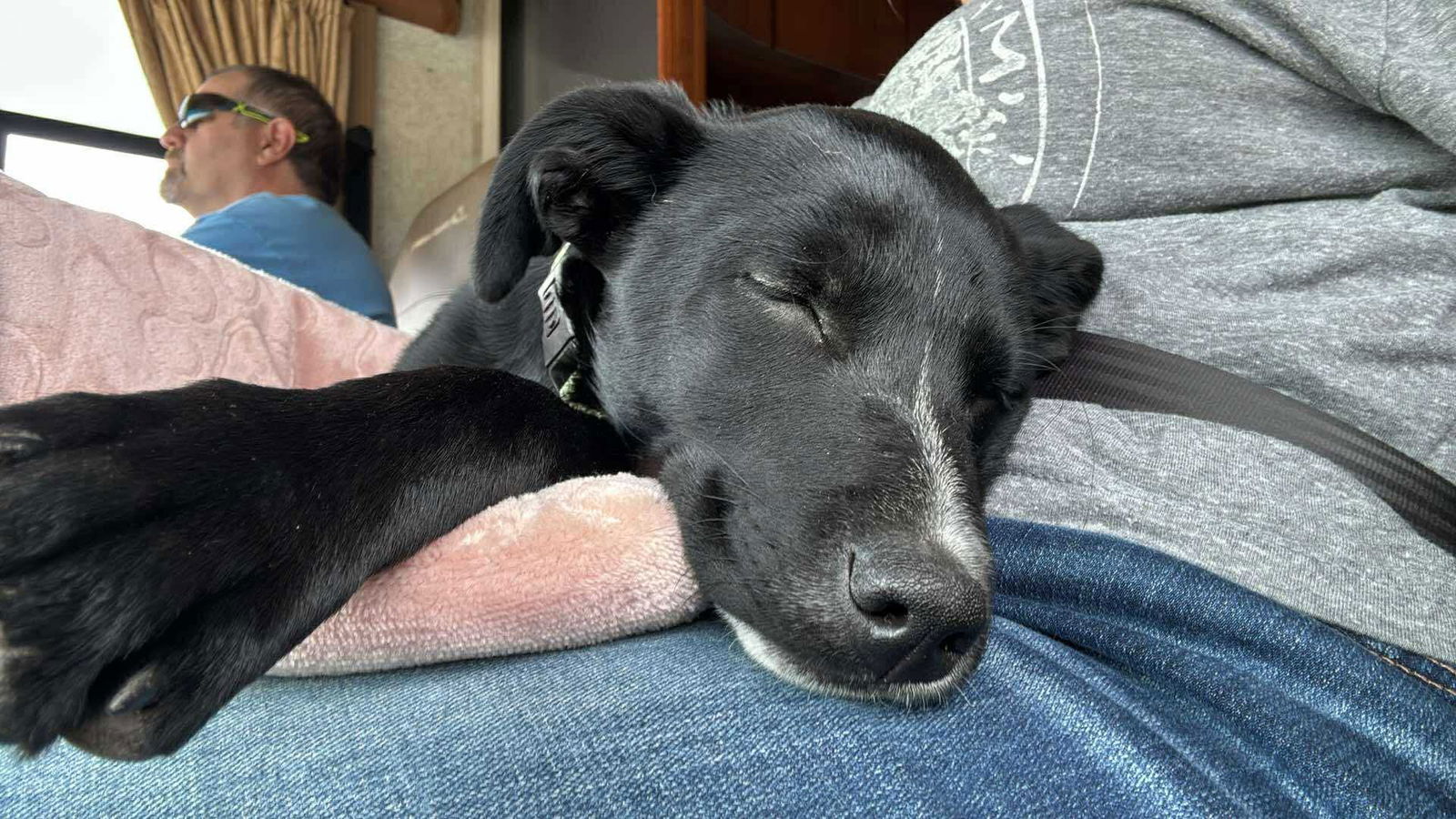 Luna, an adoptable Terrier, Labrador Retriever in Duluth, MN, 55807 | Photo Image 3