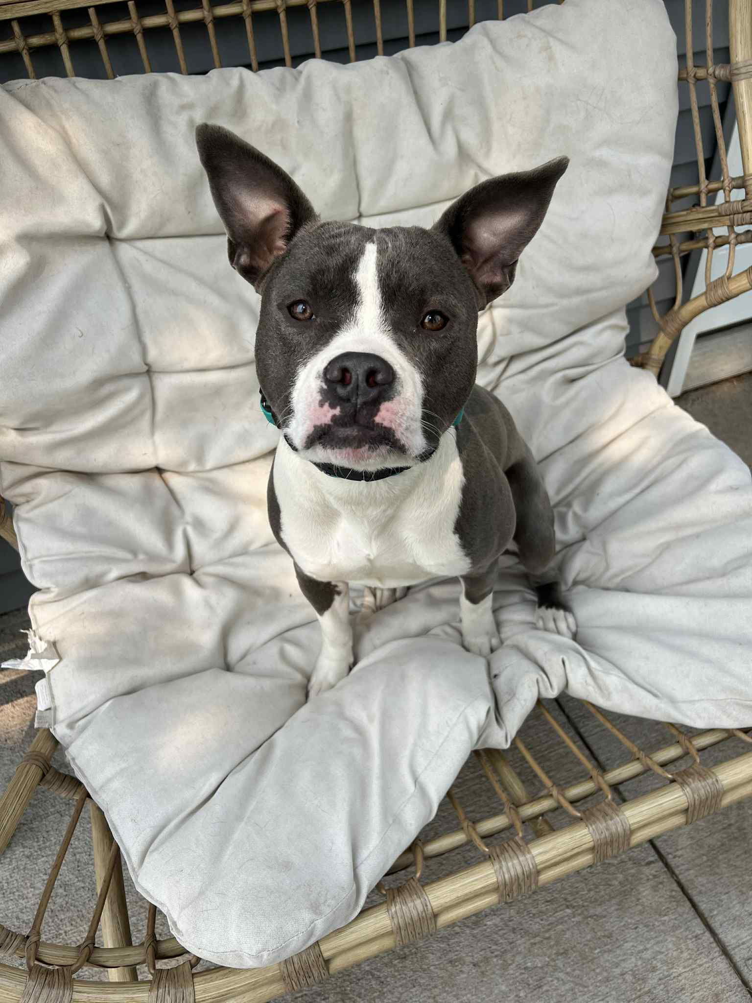 Kareno, an adoptable Pit Bull Terrier in Duluth, MN, 55807 | Photo Image 1