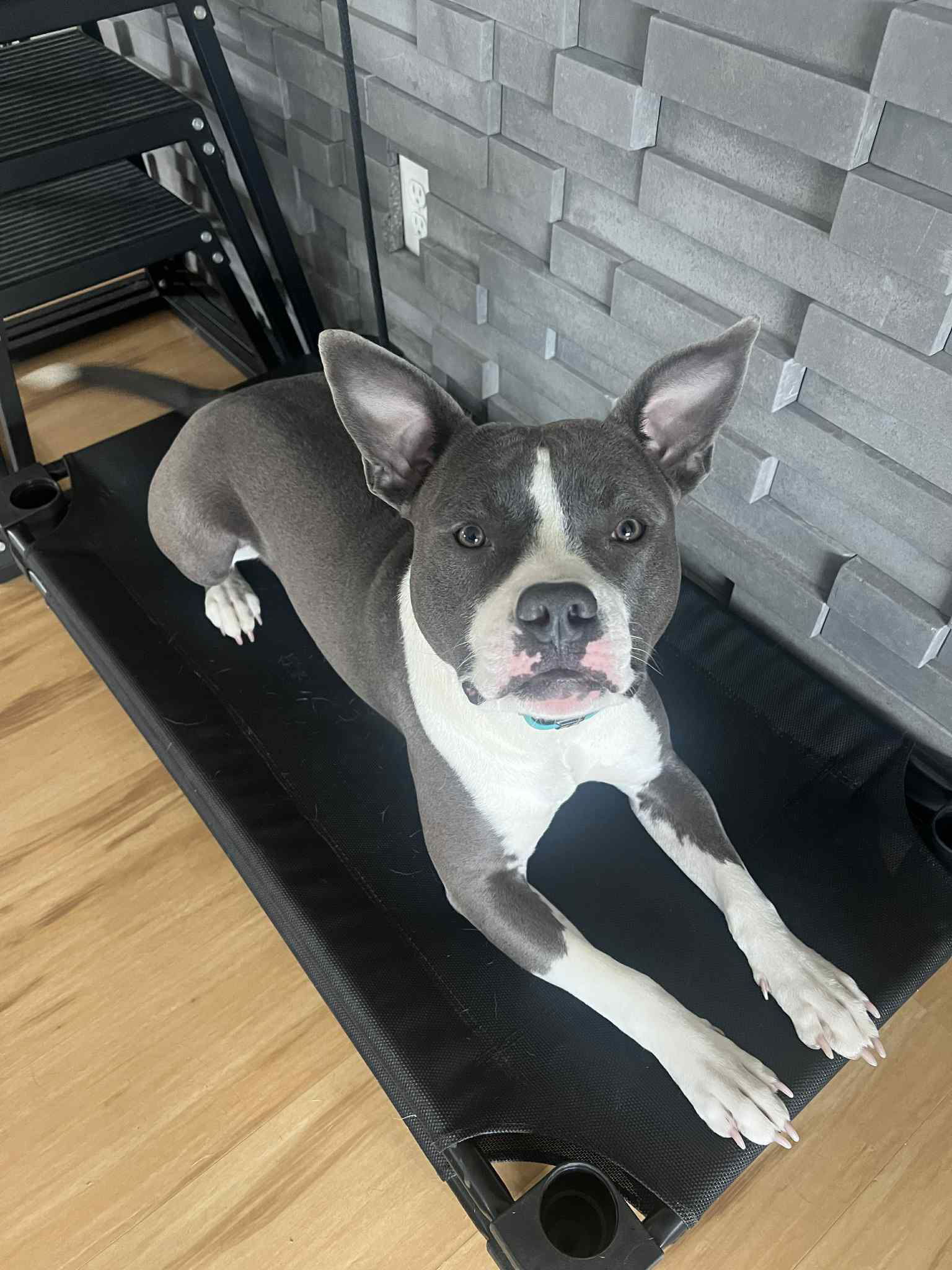 Kareno, an adoptable Pit Bull Terrier in Duluth, MN, 55807 | Photo Image 2