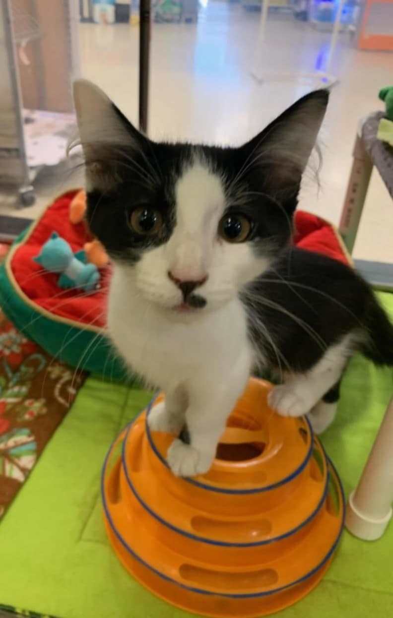Moo - Not at shelter (Matt)