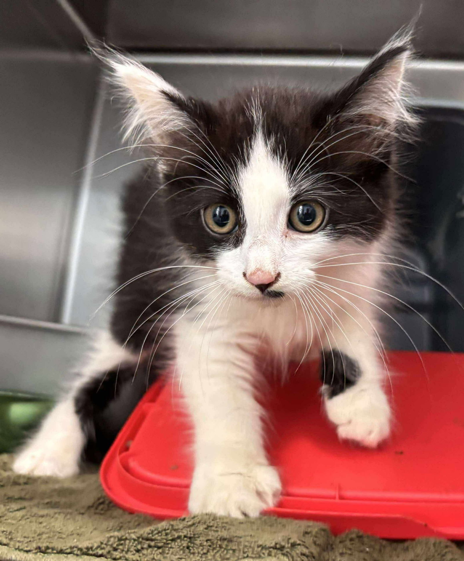 Moo - Not at shelter (Matt)