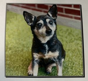 Queenie, Senior Female unknown