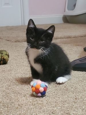 sib Vicky Venice VinceOur V litter - Vicky Venice Vince and Victory - are part of 17 cats tha