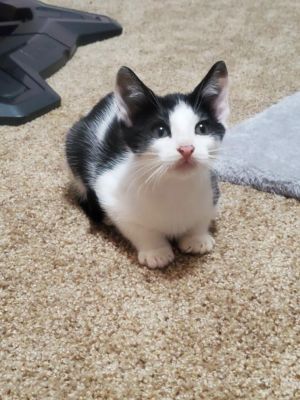 sib Vicky Venice VictoryOur V litter - Vicky Venice Vince and Victory - are part of 17 cats t