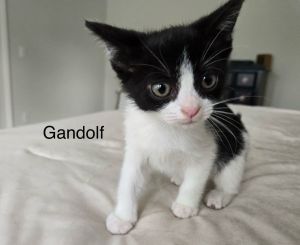 sib grayson griffinThese little guys were found in a foundation hole and were scared and stinky C