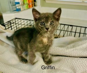 sib grayson GandolfThese little guys were found in a foundation hole and were scared and stinky C