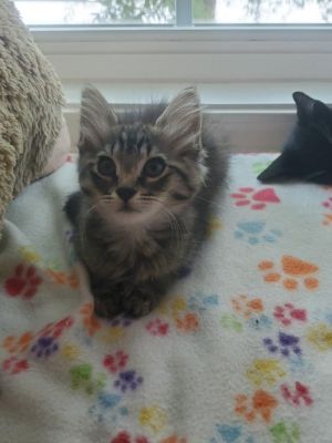 sib Venice Vince VictoryOur V litter - Vicky Venice Vince and Victory - are part of 17 cats t