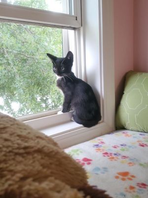 sib Vicky Vince VictoryOur V litter - Vicky Venice Vince and Victory - are part of 17 cats th