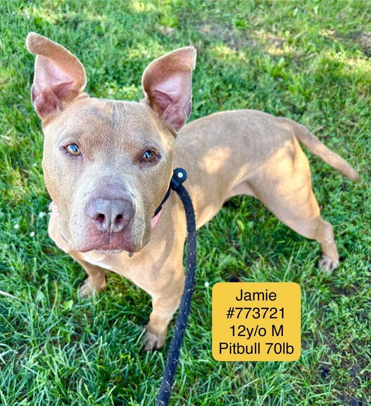 Jamie