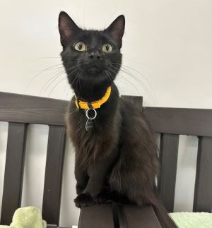 Hi there Im Bastet Yes that Bastet-goddess of grace beauty and just the right amount of chaos 