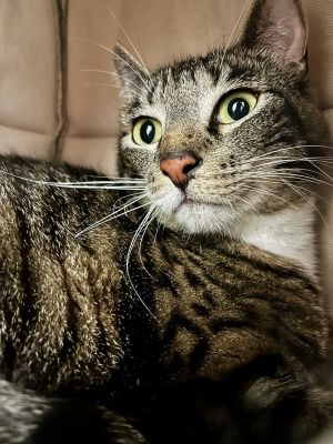 Primary Color Brown Tabby Age 1yrs 0mths 0wks Animal has been Neutered