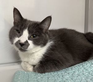 Thai, Young Male Domestic Short Hair